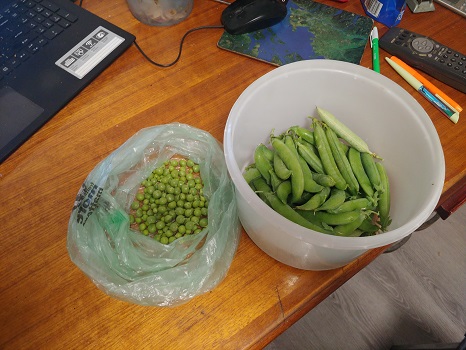Bucket Of Peas