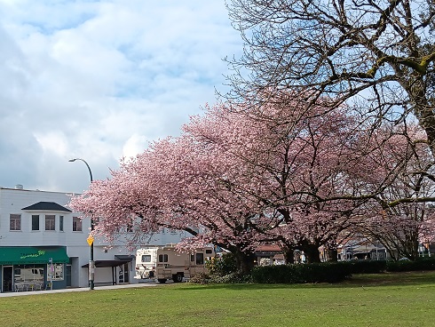 Kitsilano Cherry