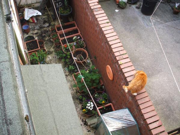 My cat having just leaped off the roof.