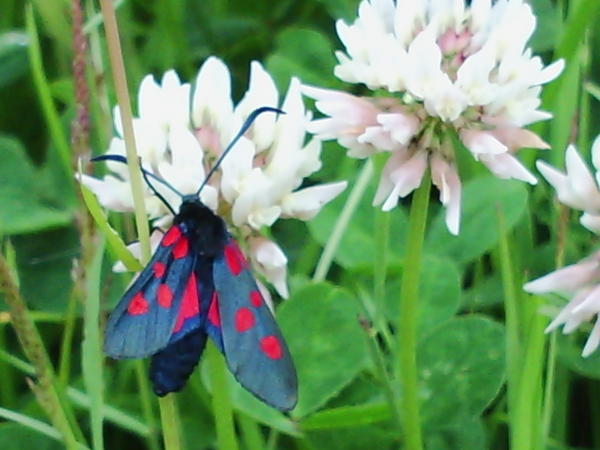 Red & Black on Clover (If you know what this bug is, I'd love to know)