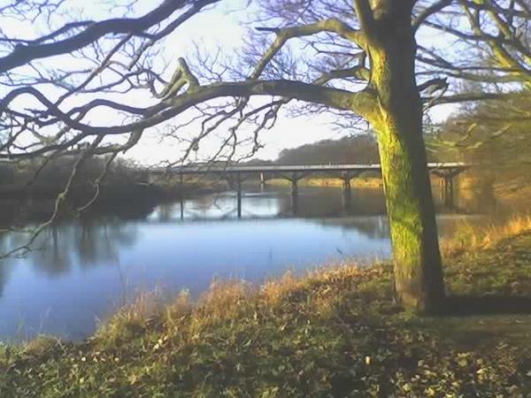 treesatavenhampark