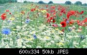a field of wild flowers