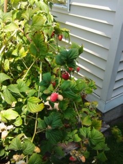 Lughnasad Raspberries