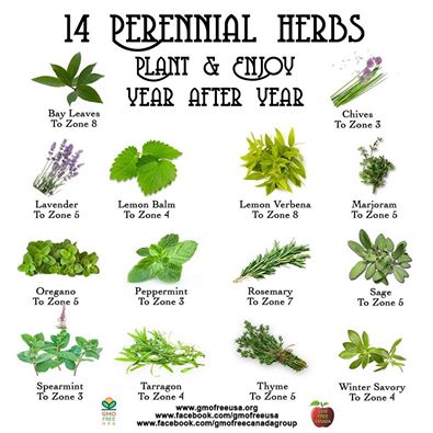 Perennial Herbs