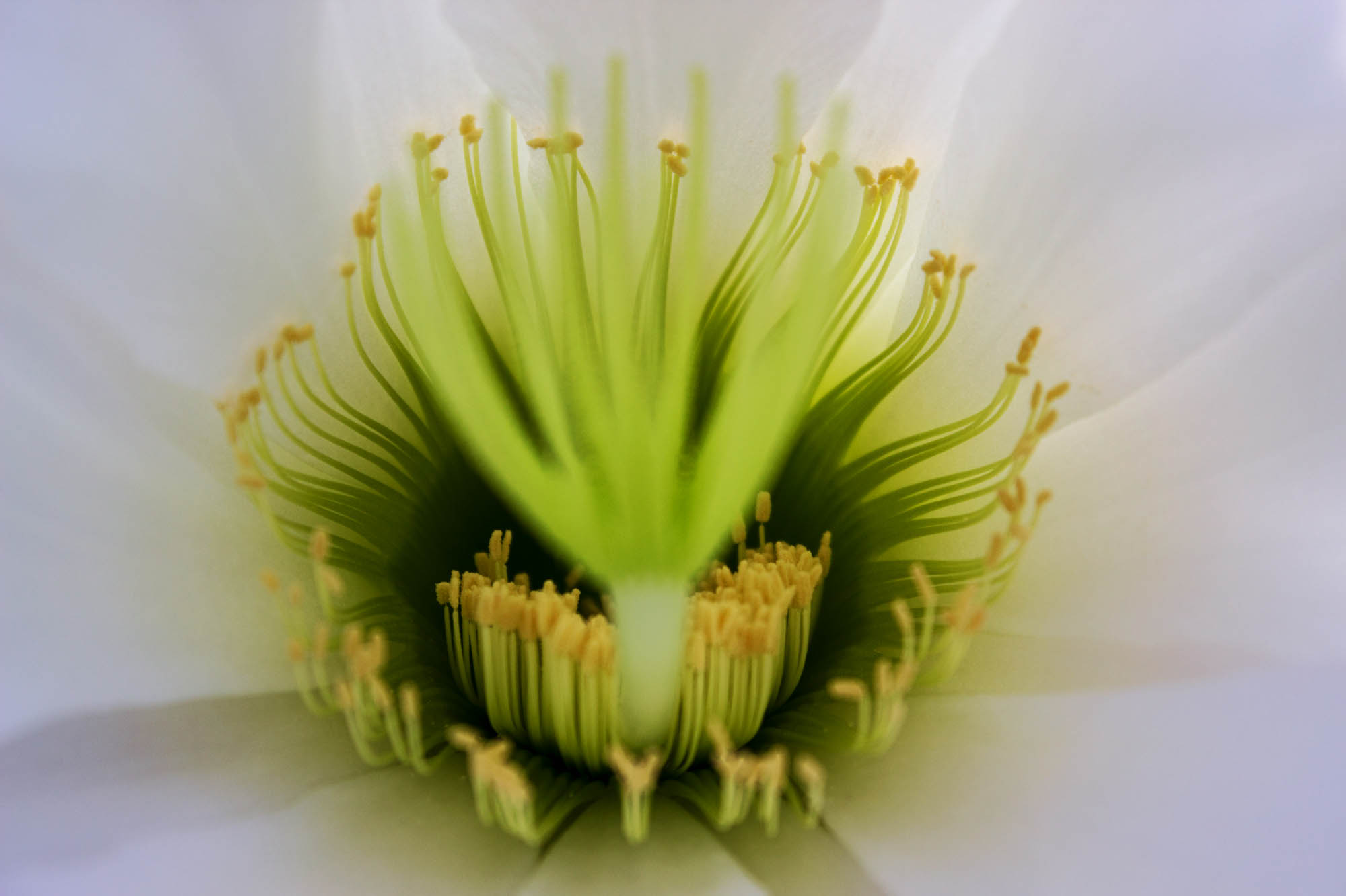 Stamen I think