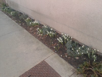 Imbolc Snowdrop Blooms