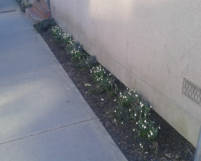 Imbolc Snowdrop Flowers