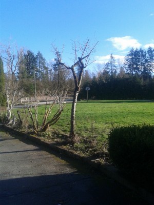2017 Plum Tree Pruned