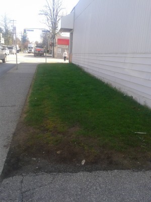 448 6th Street Unmowed