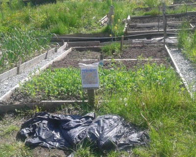 Allotment May 21st