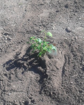 Herb Garden Lemon Balm