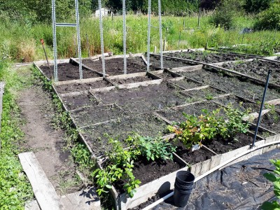 July 2nd Allotment Weeded