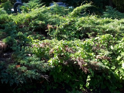 Juniper With Morning Glory