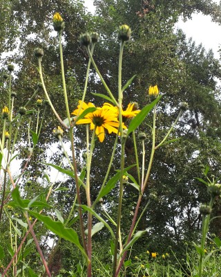 First Sunchoke Daisy Blooms