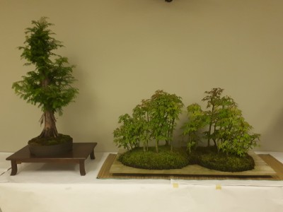 Bonsai Trees