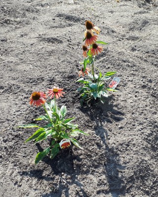 First Two Echinacea