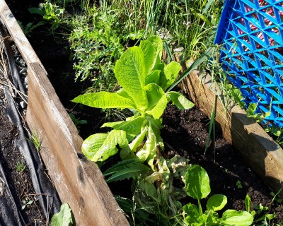 Romaine Lettuce Ripe