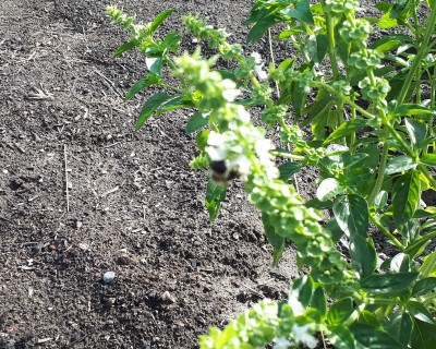 Bee On Basil