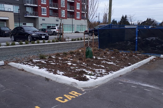 Ornamental Grasses Pruned