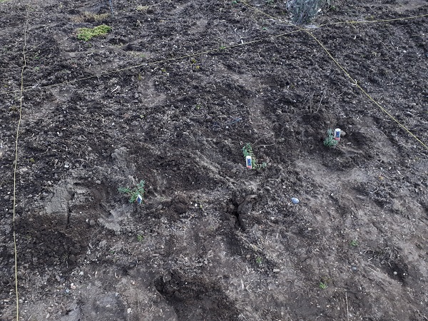 Planted Lavender