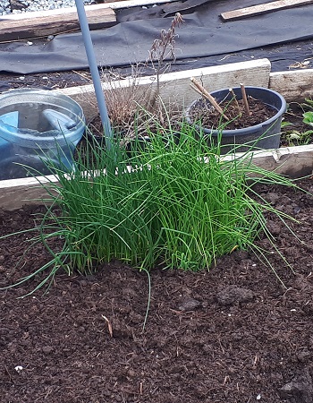 2018 Apr Chives