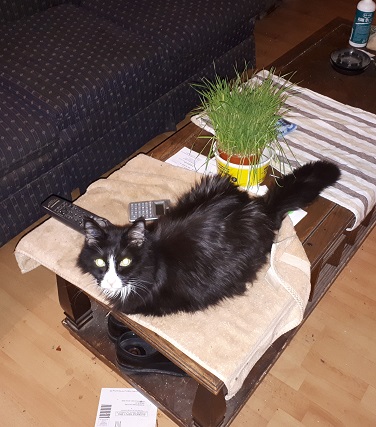 Cat Grass On Table