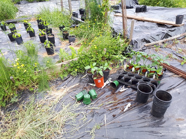 June 1 Chili Planting