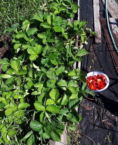 2018 Strawberry Patch