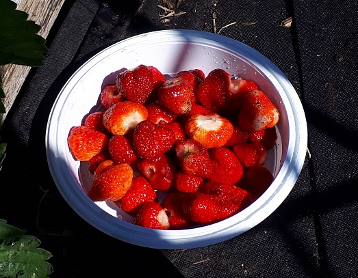 2018 Strawberries