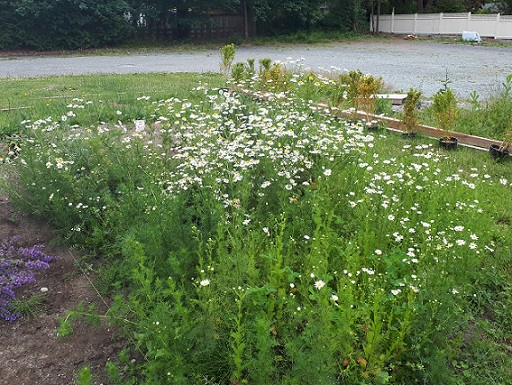 Chamomile In Full Bloom