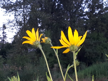 Sunchoke Daisies