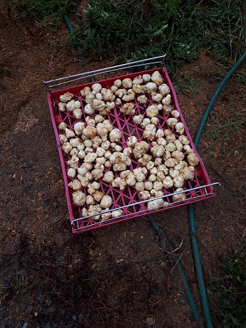 Dug Up Sunchoke