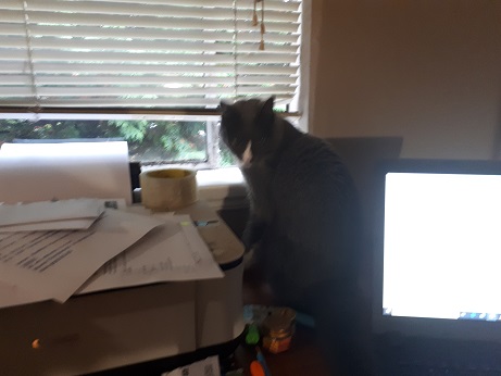 Quinn On Desk