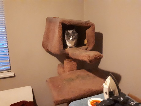 Quinn In Big Cat Tree