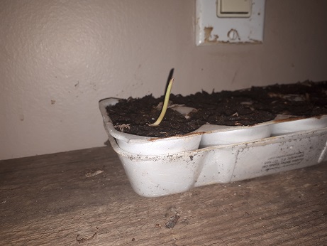 First Corn Sprout