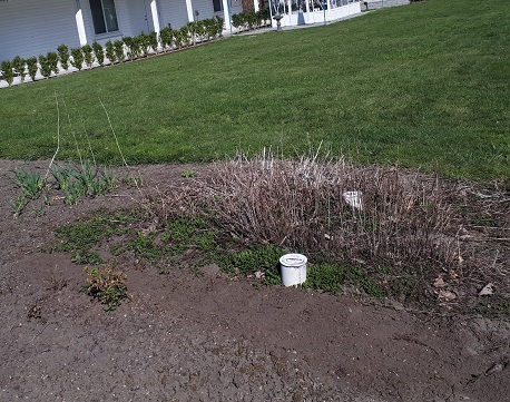 Garlic And Mint Patch