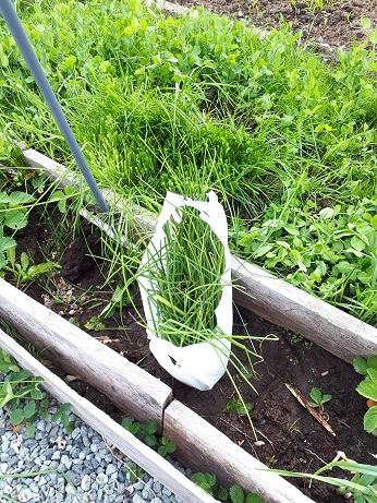 Chives Harvested