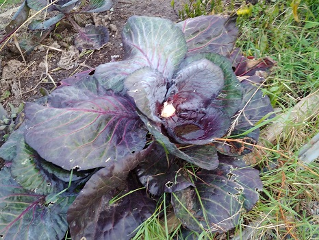 Stolen Cabbage!