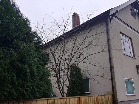 Tree Needing Pruning