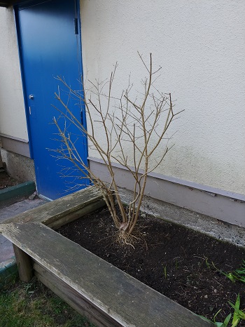 Bed Shrub Pruned