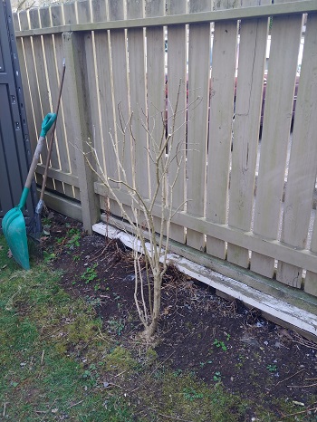 Fence Shrub Pruned