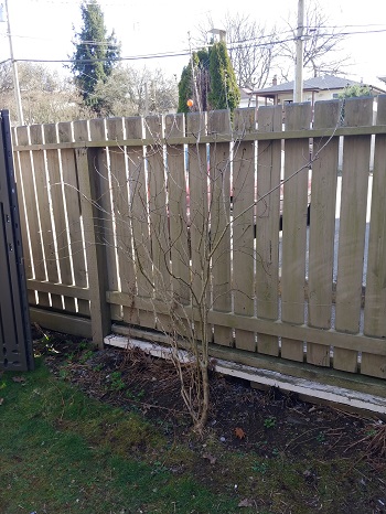 Fence Shrub Before