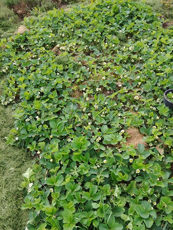 Blooming Strawberries