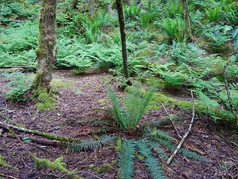 Hiking Logging Base Pad
