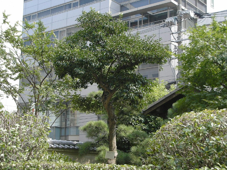 Hiroshima Survivor Tree