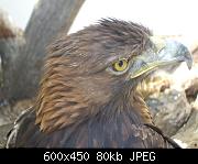 On 19th April 2009 I visited the Batsford Arboretum, within the grounds is the Falconry Centre.