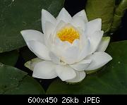 waterlily 3