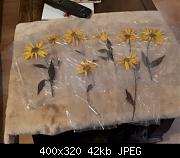 2nd Batch Pressed Daisies