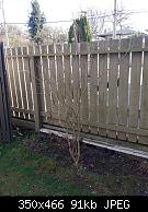 Fence Shrub Before