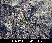 Lemon Balm Growing